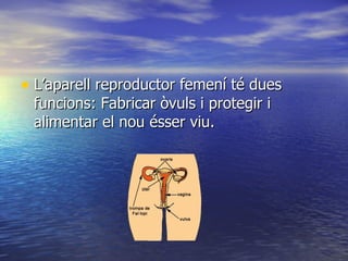 L’aparell reproductor femení té dues funcions: Fabricar òvuls i protegir i alimentar el nou ésser viu. 