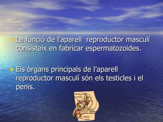 La funció de l’aparell  reproductor masculí consisteix en fabricar espermatozoides. Els òrgans principals de l’aparell reproductor masculí són els testicles i el penis. 