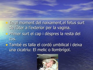 En el moment del naixament,el fetus surt de l’ùter a l’exterior per la vagina. Primer surt el cap i dèspres la resta del cos. També es talla el cordó umbilical i deixa una cicatriu: El melic o llombrígol. 