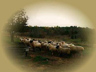 Saúdo todos os que me lerem,    Tirando-lhes o chapéu largo    Quando me vêem à minha porta    Mal a diligência levanta no cimo do outeiro.    Saúdo-os e desejo-lhes sol,    E chuva, quando a chuva é precisa,    E que as suas casas tenham    Ao pé duma janela aberta    Uma cadeira predileta    Onde se sentem, lendo os meus versos.    E ao lerem os meus versos pensem    Que sou qualquer cousa natural —    Por exemplo, a árvore antiga    À sombra da qual quando crianças    Se sentavam com um baque, cansados de brincar,    E limpavam o suor da testa quente    Com a manga do bibe riscado. 