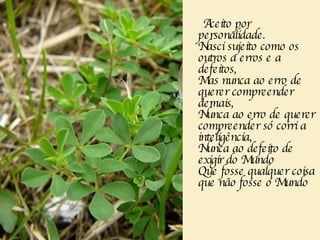 Aceito por personalidade.   Nasci sujeito como os outros a erros e a defeitos,   Mas nunca ao erro de querer compreender demais,   Nunca ao erro de querer compreender só corri a inteligência,   Nunca ao defeito de exigir do Mundo   Que fosse qualquer coisa que não fosse o Mundo 