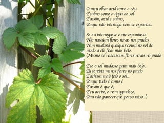 O meu olhar azul como o céu É calmo como a água ao sol. É assim, azul e calmo, Porque não interroga nem se espanta... Se eu interrogasse e me espantasse Não nasciam flores novas nos prados Nem mudaria qualquer cousa no sol de modo a ele ficar mais belo. (Mesmo se nascessem flores novas no prado E se o sol mudasse para mais belo, Eu sentiria menos flores no prado E achava mais feio o sol... Porque tudo é como é  E assim é que é, E eu aceito, e nem agradeço. Para não parecer que penso nisso...) 