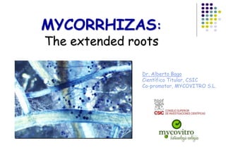 MYCORRHIZAS:
The extended roots
Dr. Alberto Bago
Científico Titular, CSIC
Co-promotor, MYCOVITRO S.L.
 