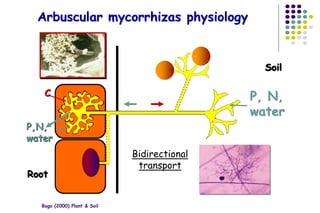 Arbuscular mycorrhizas physiology
Bago (2000) Plant & Soil
Root
Soil
Bidirectional
transport
P, N,
water
C
P,N,
water
 