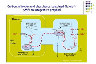 Carbon, nitrogen and phosphorus combined fluxes in
AMF: an integrative proposal
P
NH4
+
CO2
UreaseNH4
+
Hexose
Intraradical
C pool
Extraradical
C pool
Arg
CO2
Orn-carbamoil
transferasa
Arginino-Succ.
liasa
NO3
-
NH4
+
NO3
-
NH4
+
NR
Gln
Arg
PolyP
Intraradical
mycelium Extraradical
mycelium
P
PolyP
P
P
Arg
Arginase
Urea
Arg
Orn
Bago et al. (2000) New Phytol
Root
cortex
 