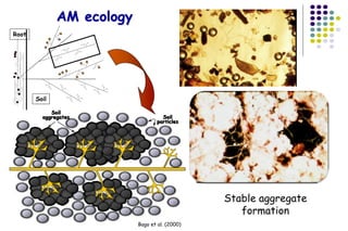 Root
Soil
Soil
aggregates Soil
particles
Bago et al. (2000)
Stable aggregate
formation
AM ecology
 