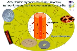 Arbuscular mycorrhizal fungi: mycelial
networking and soil microorganism consortia
A
A
V
V
I
I
Rhizosphere
Mycorrhizosphere
Protozoa
Nematodes
Free N2
-fixing
bacteria
Other fungi
(Trichoderma)
PGPRs
 