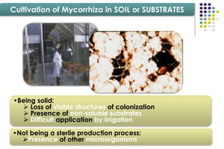 Cultivation of Mycorrhiza in SOIL or SUBSTRATES
•Being solid:
 Loss of viable structures of colonization
 Presence of non-soluble substrates
 Difficult application by irrigation
•Not being a sterile production process:
Presence of other microorganisms
 