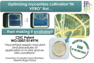 Optimizing mycorrhiza cultivation“IN
VITRO” first…
CSIC Patent
WO/2007/014974:
“Mycorrhizal aseptic inoculant
and procedures of
application in in-vitro and ex-
vitro conditions”
Inventors: Custodia Cano Romero,
Alberto Bago Pastor
…then making it available!!
 