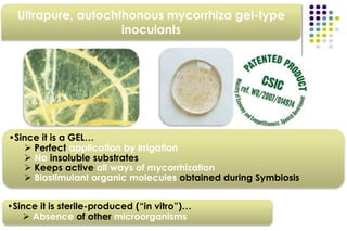 Ultrapure, autochthonous mycorrhiza gel-type
inoculants
•Since it is a GEL…
 Perfect application by irrigation
 No insoluble substrates
 Keeps active all ways of mycorrhization
 Biostimulant organic molecules obtained during Symbiosis
•Since it is sterile-produced (“in vitro”)…
 Absence of other microorganisms
 