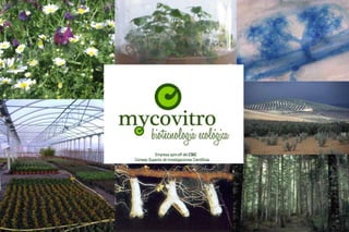 Empresa spin-off del CSIC
Consejo Superior de Investigaciones Científicas
 