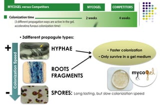 • 3different propagule types:
SPORES: Long lasting, but slow colonization speed
HYPHAE
ROOTS
FRAGMENTS
• Faster colonization
• Only survive in a gel medium
ColonizationSpeed
+
-
 