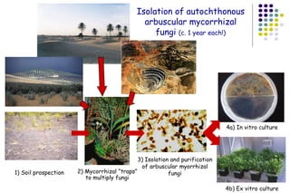 1) Soil prospection 2) Mycorrhizal “traps”
to multiply fungi
3) Isolation and purification
of arbuscular myorrhizal
fungi
4a) In vitro culture
4b) Ex vitro culture
Isolation of autochthonous
arbuscular mycorrhizal
fungi (c. 1 year each!)
 
