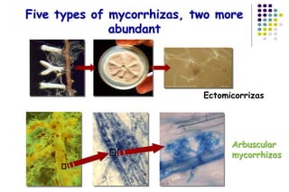 Ectomicorrizas
Arbuscular
mycorrhizas
Five types of mycorrhizas, two more
abundant
Arbuscular
mycorrhizas
 