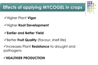 Effects of applying MYCOGEL in crops
Higher Root Development
Earlier and Better Yield
Better Fruit Quality (flavour, shelf life)
Higher Plant Vigor
Increases Plant Resistance to drought and
pathogens
HEALTHIER PRODUCTION
 