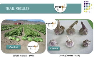 LETTUCE (Granada - SPAIN)
Control
TRAIL RESULTS
GARLIC (Granada - SPAIN)
Control
 
