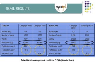 TOMATO Campaign 09/10 Campaign 10/11
Surface (Ha) 0,6 0,6
Number of plants 3.500 3.500
Variety Torry Torry
Production (Kg) 40.000 60.000
Fertilization cost N 29 € --
Fertilization cost P 100 € --
MYCOGEL cost -- 40 €
EGGPLANT Campaign
09/10
Campaign 10/11
Surface (Ha) 0,4 0,4
Number of plants 2.200 2.200
Variety Cristal Cristal
Production (Kg) 29.400 32.000
Fertilization cost N 29 € --
Fertilization cost P 90 € --
MYCOGEL cost -- 20 €
Data obtained under agronomic conditions. El Ejido (Almería, Spain)
TRAIL RESULTS
 
