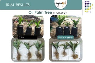 50% P Control
Oil Palm Tree (nursery)
TRIAL RESULTS
0 P + MYCOGEL®
 