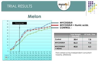 04-
Jul
06-
Jul
08-
Jul
09-
Jul
11-
Jul
13-
Jul
15-
Jul
16-
Jul
18-
Jul
20-
Jul
22-
Jul
23-
Jul
25-
Jul
27-
Jul
29-
Jul
H 3.2 7.3 9.9 12.7 26.9 32.8 35.7 36.5 36.5 38.6 39.1 39.5 41.9 44.7 46.5
H+ 2.7 4.7 15.3 18.5 24.1 30.4 34.0 34.0 35.8 36.2 36.9 38.2 38.6 39.8 40.8
T 1.6 3.8 9.1 12.7 17.5 23.1 27.2 28.7 30.4 31.9 34.4 34.4 36.3 37.4 38.4
0
5
10
15
20
25
30
35
40
45
50
Trial carried out by Independent consultant
Valorhiz, (FRANCE)
Melon
MYCOGEL®
MYCOGEL® + Humic acids
CONTROL -
Precocity date
Total Weight
(Ton/Ha)
Nº fruits / line
Control 38,4 7,8
MYCOGEL® 46,5 9,3
MYCOGEL®
+ HUmic
40,8 8,3
TRIAL RESULTS
 