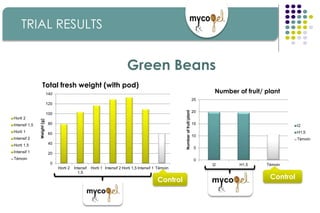 TRIAL RESULTS
Green Beans
0
20
40
60
80
100
120
140
Horti 2 Intensif
1,5
Horti 1 Intensif 2 Horti 1,5 Intensif 1 Témoin
Weight(g)
Total fresh weight (with pod)
Horti 2
Intensif 1,5
Horti 1
Intensif 2
Horti 1,5
Intensif 1
Témoin
Control
0
5
10
15
20
25
I2 H1,5 Témoin
Numberoffruit/plant
Number of fruit/ plant
I2
H1,5
Témoin
Control
 