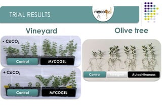 Olive tree
+ CaCO3
- CaCO3
Control MYCOGEL
Control MYCOGEL
ForeignerControl Autochthonous
Vineyard
TRIAL RESULTS
 