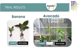 Banana
Control MYCOGEL
Avocado
Control MYCOGELOther
TRIAL RESULTS
 