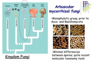 Kingdom Fungi
•Monophyletic group, prior to
Asco- and Basidiomycota
•Minimal differencies
between spores; quite recent
molecular taxonomy tools
Arbuscular
mycorrhizal fungi
 
