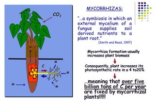 CO2
CM
M
M
C
M
M
M
C
MYCORRHIZAS:
“…a symbiosis in which an
external mycelium of a
fungus supplies soil
derived nutrients to a
plant root.”
(Smith and Read, 1997)
Mycorrhiza formation usually
increases plant biomass
Consequently, plant increases its
photosynthetic rate in a 4 to20%
…meaning that over five
billion tons of C per year
are fixed by mycorrhizal
plants!!!!!
 