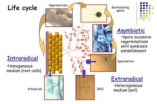 Intraradical
Extraradical
Arbuscule BAS
Sporulation
Appresorium
Germinating
spore
Asymbiotic
Life cycle
•Homogeneous
medium (root cells)
•Heterogeneous
medium (soil)
•Spore sucessive
regerminations
until symbiosis
establishment
 