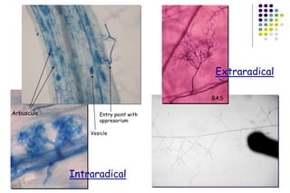 Entry point with
appresorium
Arbuscule
BAS
Intraradical
Extraradical
Vesicle
 