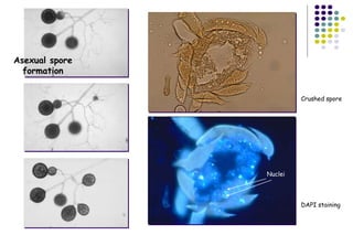 Asexual spore
formation
Crushed spore
DAPI staining
Nuclei
 