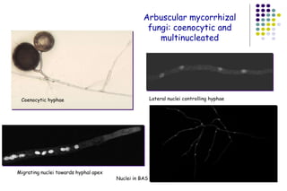 Coenocytic hyphae
Migrating nuclei towards hyphal apex
Lateral nuclei controlling hyphae
Arbuscular mycorrhizal
fungi: coenocytic and
multinucleated
Nuclei in BAS
 