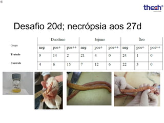 Desafio 20d; necrópsia aos 27d
Grupo
Tratado
Controle

 