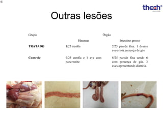 Outras lesões
Grupo

Órgão
Pâncreas

Intestino grosso

TRATADO

1/25 atrofia

2/25 parede fina. 1 dessas
aves com presença de gás

Controle

9/25 atrofia e 1 ave com
pancreatite

8/25 parede fina sendo 6
com presença de gás. 3
aves apresentando diarréia.

 