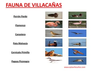 FAUNA DE VILLACAÑAS
Porrón Pardo

Flamenco

Canastera

Pato Malvasía

Cernícalo Primilla

Pagaza Piconegra
www.aytovillacañas.com

 