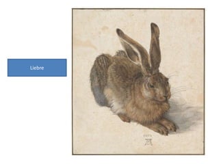 Liebre
 