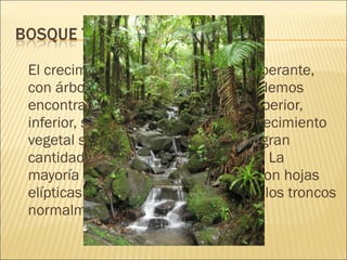El crecimiento de los árboles es exuberante,
con árboles de hasta 60 metros. Podemos
encontrar cuatro niveles básicos: superior,
inferior, sotobosque y arbustos. El crecimiento
vegetal se ve suprimido debido a la gran
cantidad y tamaño de los existentes. La
mayoría de las plantas son verdes, con hojas
elípticas y con puntas alargadas. En los troncos
normalmente encontramos líquenes

 