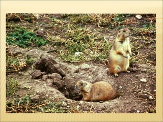 La insolación en la estepa es directa, debido a
la escasez de árboles, por lo que los animales
están expuestos a grandes variaciones de
temperaturas. Muchas especies, como el tejón
o el “perrillo de la pradera”, excavan galerías y
construyen nidos subterráneos que utilizan
para resguardarse del sol.

 