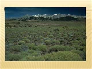 En la estepa se suelen encontrar donas sobre
las que se desarrolla la vegetación. La
ausencia de árboles, hace que la vegetación
característica de este bioma sean los
matorrales o las hierbas bajas. Estas sirven se
refugio a muchos reptiles, como lagartijas, e
invertebrados, como los escarabajos de la
arena.

 