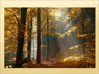 Están compuestos por árboles caducifolios, es
decir, que pierden sus hojas durante la
temporada invernal y seca. Sus hojas vuelven a
crecer en las épocas propicias, que son las
cálidas y con abundantes lluvias. Destacan los
bosques compuestos por robles, arces, hayas y
olmos.

 