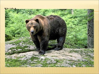 Los herbívoros de la taiga son muy
abundantes, como el reno. El número de
carnívoros es menor pero podemos encontrar
una gran variedad, entre las que encontramos
al lince, al oso o gran cantidad de aves entre
otros. Abundan gran cantidad de ratones,
conejos o liebres, que se alimentan de los
pastos y de los árboles. Durante el verano hay
una gran abundancia de insectos y gusanos.

 
