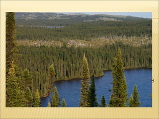 La taiga representa la mayor masa forestal del
planeta. En las zonas donde el clima es más
duro, dominan las coníferas. Las hojas de
aguja hacen que los árboles puedan soportar
las heladas y que no pierdan tanta agua. Los
árboles suelen medir unos 40m de altura.
Abundan los árboles de hoja perenne, como los
alerces, los abetos o los pinos.

 