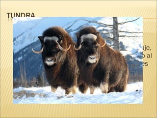 Los animales tienen la necesidad de
protegerse del frío. Esto lo consiguen de
diferentes formas: desarrollan un denso pelaje,
gran cantidad de grasa o reducen su tamaño al
máximo. Para resguardarse, algunas especies
construyen galerías en la nieve, y otros
emigran. Debido a las pocas especies un
cambio en una no afecta al conjunto. Los
salmones son la base de la red trófica.

 