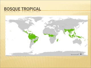Son los bosques situados en la zona
intertropical y se caracterizan por vegetación
de hoja ancha. Las temperaturas medias son
de 24 ºC. La humedad es variable, aunque
suele ser alta. Encontramos tres clases
diferentes, según la cantidad de lluvia: el
bosque seco, el bosque monzónico, el bosque
húmedo y los bosques de inundación o
humedales.

 