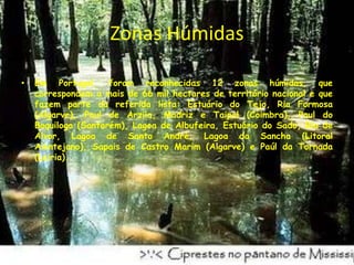Zonas HúmidasEm Portugal, foram reconhecidas 12 zonas húmidas, que correspondem a mais de 66 mil hectares de território nacional e que fazem parte da referida lista: Estuário do Tejo, Ria Formosa (Algarve), Paul de Arzila, Madriz e Taipal (Coimbra), Paul do Boquilogo (Santarém), Lagoa de Albufeira, Estuário do Sado, Ria de Alvor, Lagoa de Santo André, Lagoa da Sancha (Litoral Alentejano), Sapais de Castro Marim (Algarve) e Paúl da Tornada (Leiria).