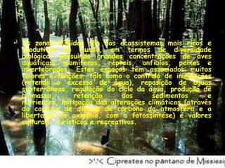 As zonas húmidas são dos ecossistemas mais ricos e produtivos do mundo, em termos de diversidade biológica, possuindo grandes concentrações de aves aquáticas, mamíferos, répteis, anfíbios, peixes e invertebrados. Estes espaços têm associados muitos valores e funções, tais como o controlo de inundações (retendo o excesso de água), reposição de águas subterrâneas, regulação do ciclo da água, produção de biomassa, retenção dos sedimentos e nutrientes, mitigação das alterações climáticas (através da captura de dióxido de carbono da atmosfera e a libertação de oxigénio, com a fotossíntese) e valores culturais, turísticos e recreativos.