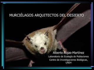 MURCIÉLAGOS ARQUITECTOS DEL DESIERTO




                      Alberto Rojas-Martínez
                  Laboratorio de Ecología de Poblaciones
                   Centro de Investigaciones Biológicas,
                                  UAEH
 