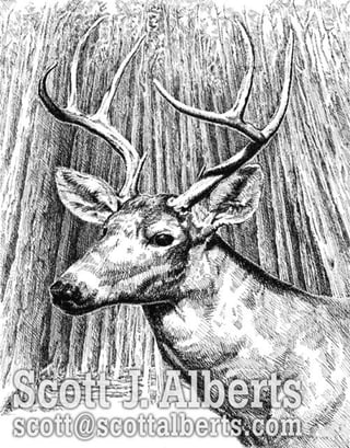 Alberts Illustration2