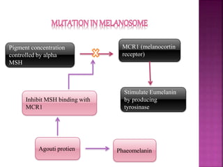 Pigment concentration
controlled by alpha
MSH
MCR1 (melanocortin
receptor)
Stimulate Eumelanin
by producing
tyrosinase
Agouti protien
Inhibit MSH binding with
MCR1
Phaeomelanin
 