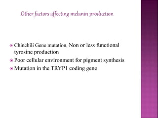  Chinchili Gene mutation, Non or less functional
tyrosine production
 Poor cellular environment for pigment synthesis
 Mutation in the TRYP1 coding gene
Other factors affecting melanin production
 